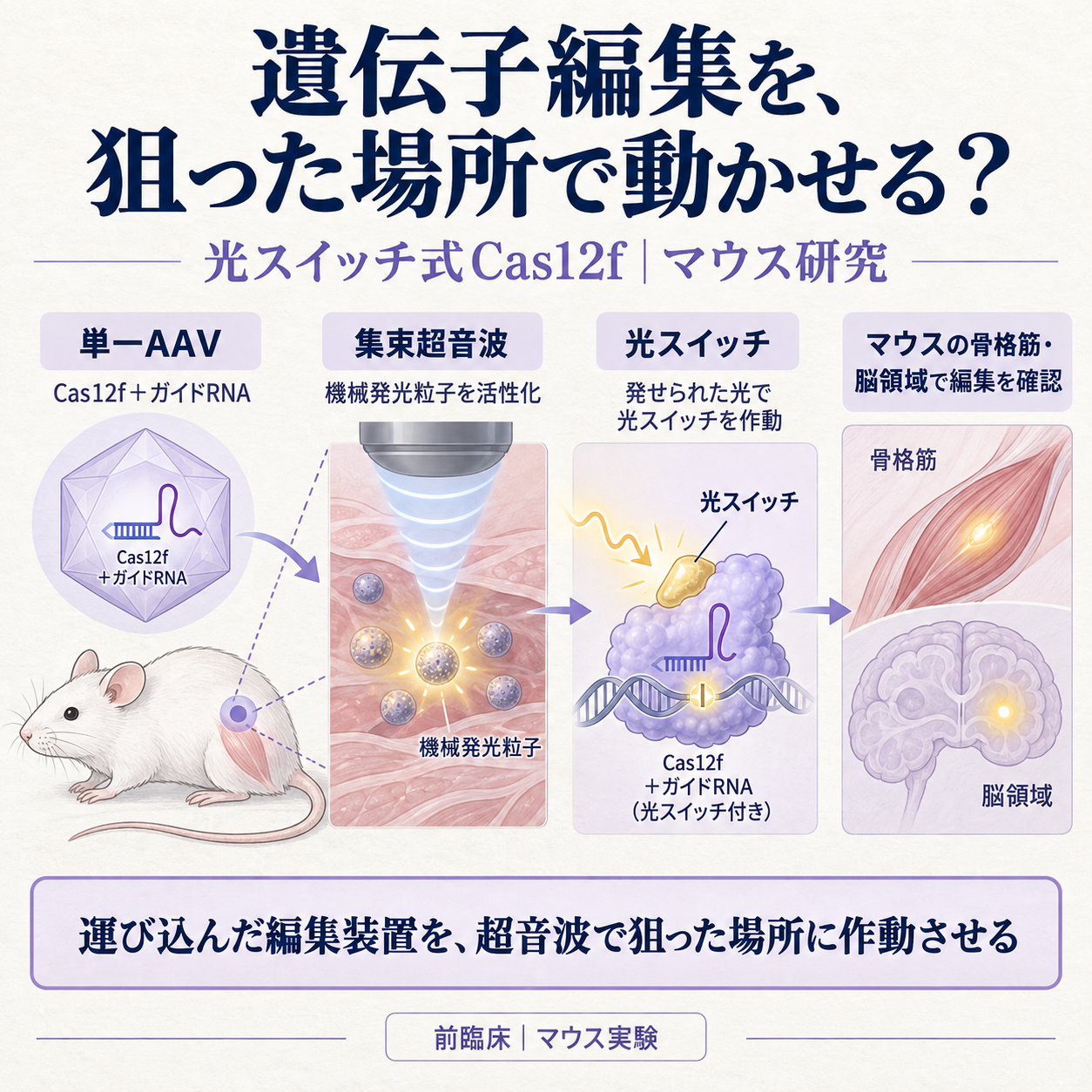 光スイッチ式の遺伝子編集を超音波で狙った組織に動かす仕組み